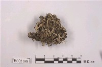 藏品(雲南石蕊)的圖片